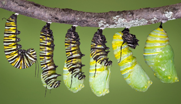 monarch-caterpillar-emerging